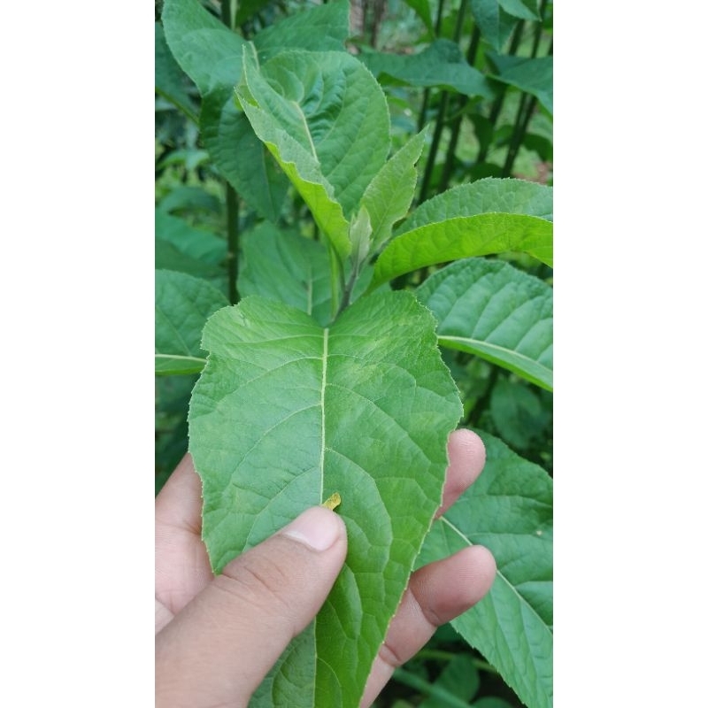 

DAUN AFRIKA , SAMBUNG NYAWA murah fres 100 lembar herbal