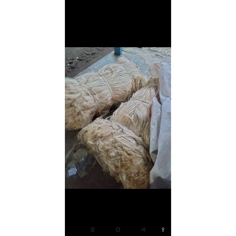 Serat Daun Nanas, Serat Alam,Serat Nanas. 100% Ori