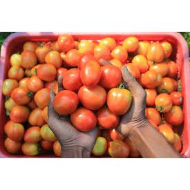 

TOMAT FRESH 1/2 KG (500 GRAM) FRESHFARM88