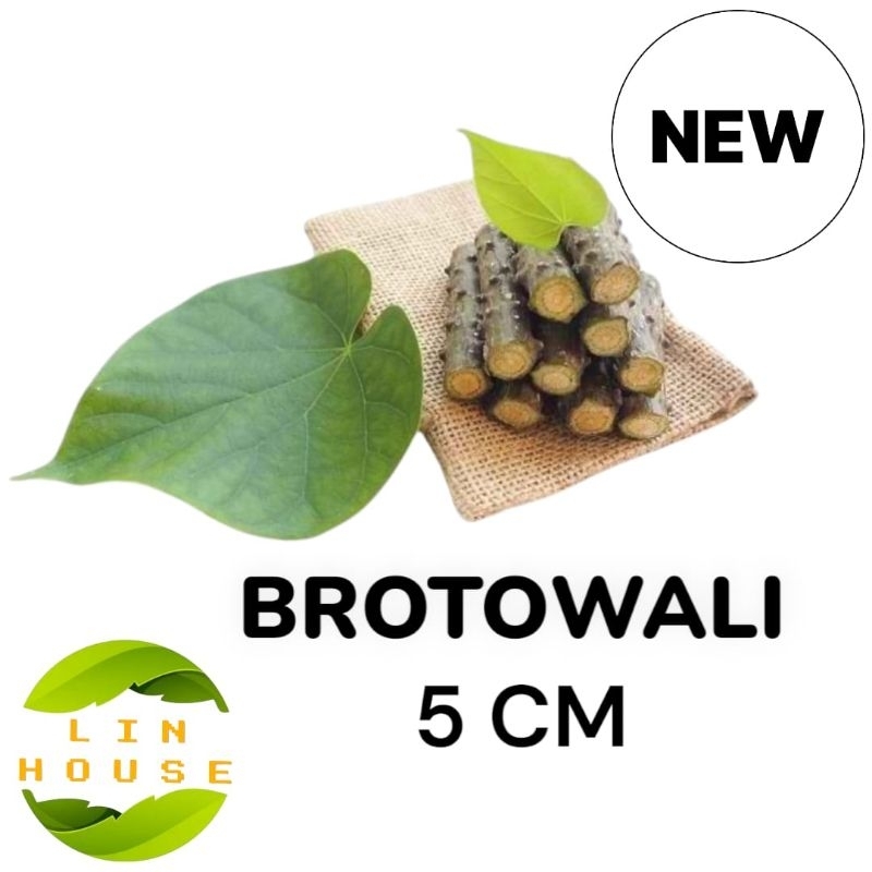 Brotowali/Batrawali Segar Sapih Asi Brotowali