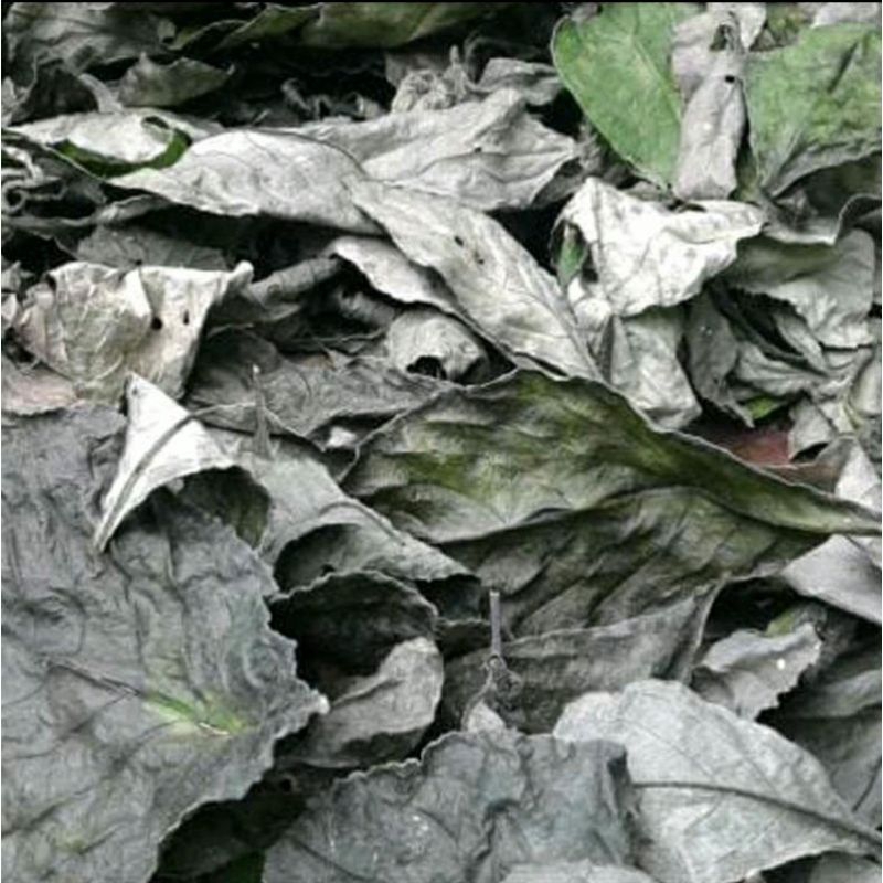 

Daun Keji Beling Kering Kemasan isi 500 Gram