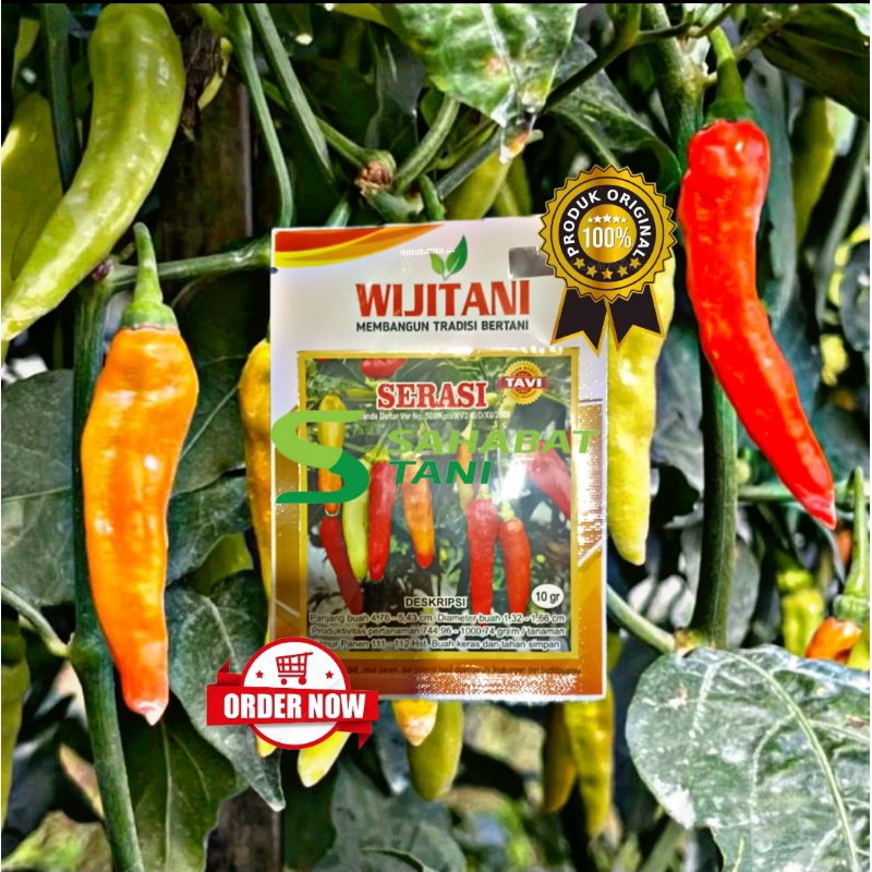 Benih cabai rawit serasi tavi