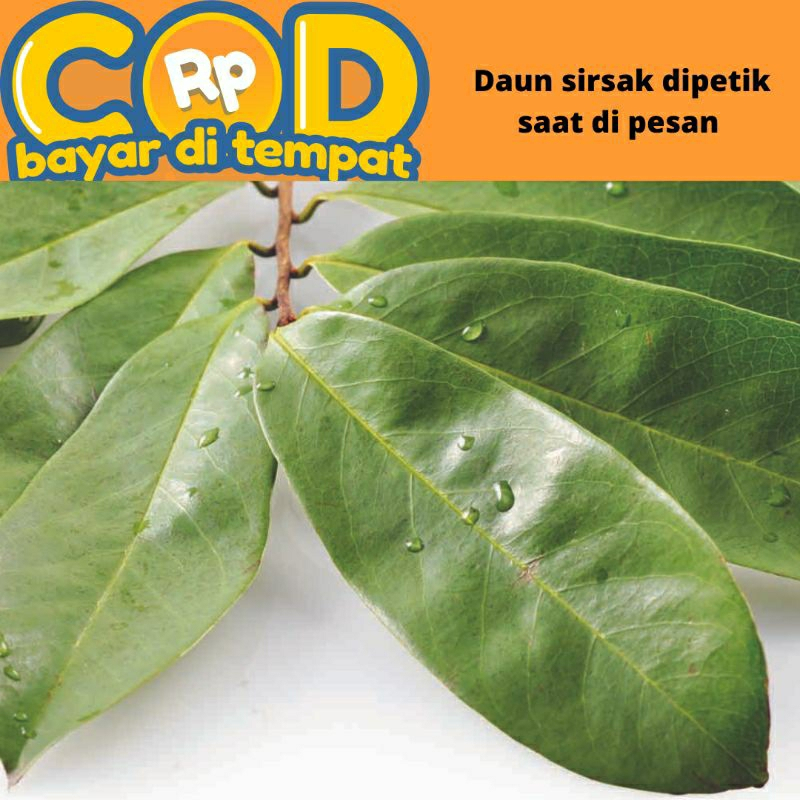 

Daun Siesak Segar Dipetik saat Masuk Pesanan Per Lembar