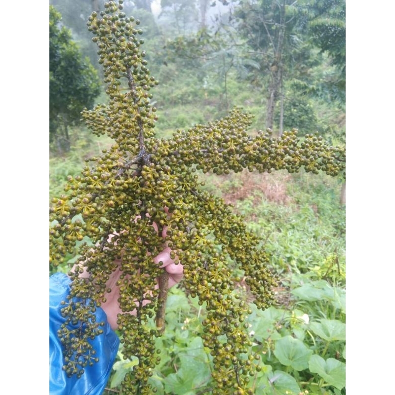 

Buah tlogosari langka satu tangkai