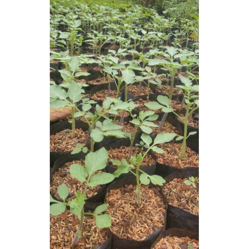 bibit tomat  merah buah besar