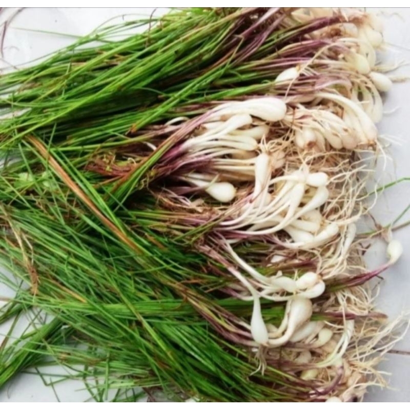 

ready kuncai bawang enak di konsumsi premium