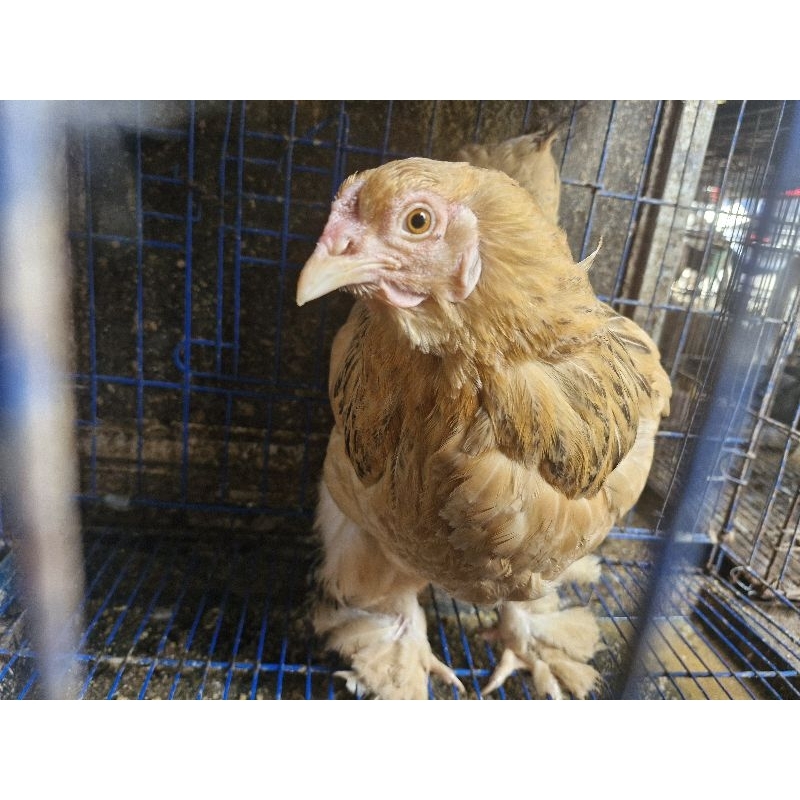 Ayam Brahma Dewasa Jumbo Ayam Brahma Jumbo Bandung