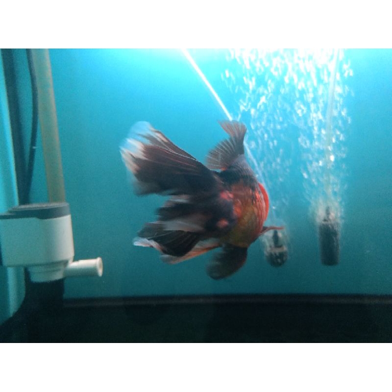 ikan mas koki Oranda black gold (jumbo) 13-14 cm