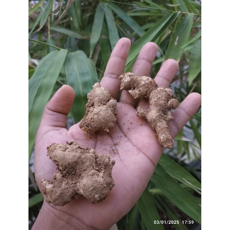 

JAHE EMPRIT SIZE KECIL