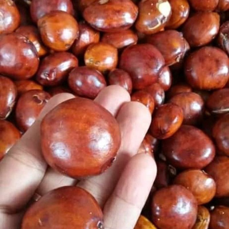 

JENGKOL TUA FRESH TANPA DIRENDAM