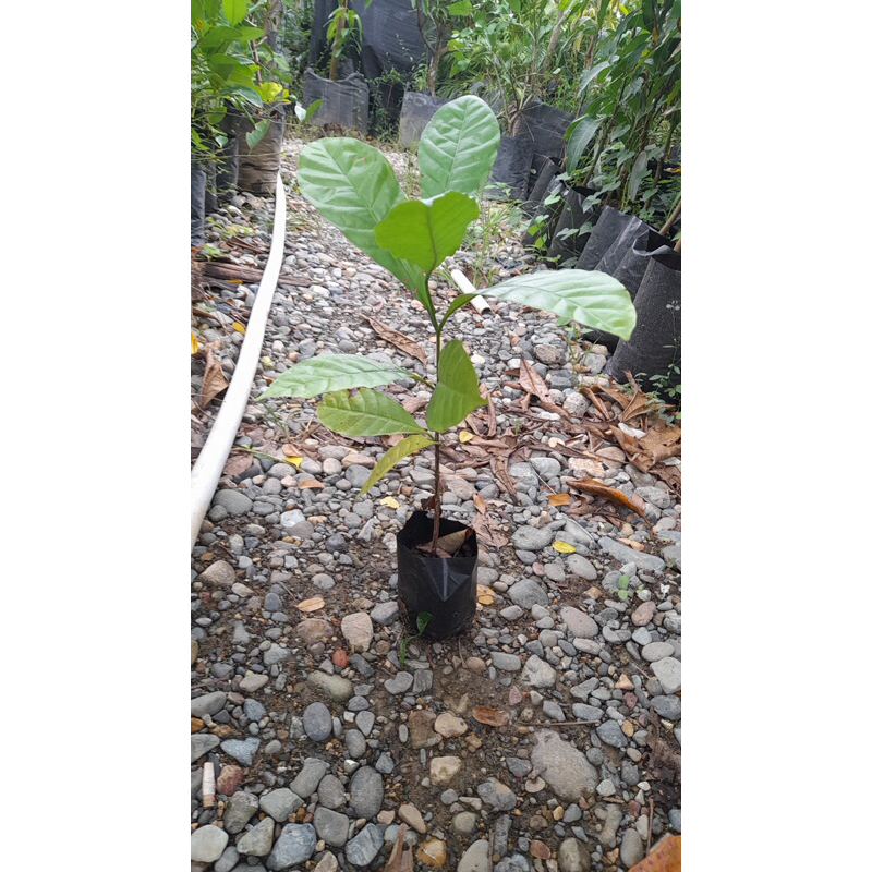 Bibit Kopi unggul robusta aceh 30-40 cm