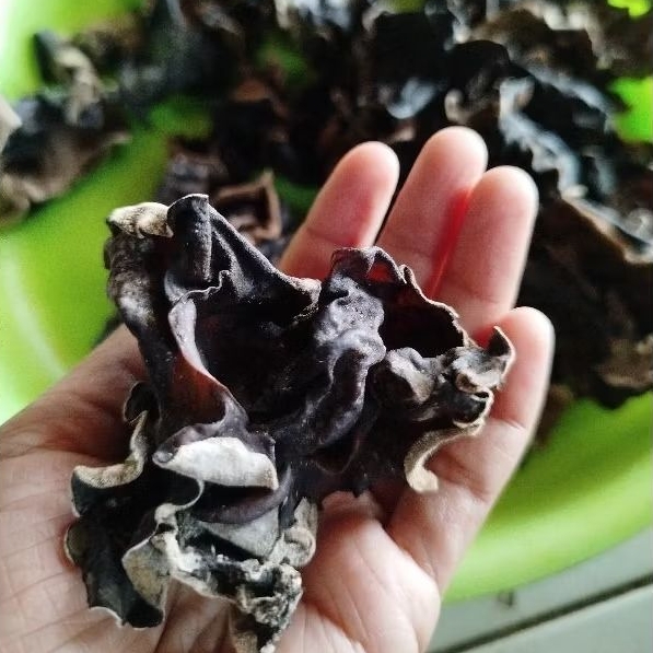 

jamur kuping kering kualitas grade A besar 250gr