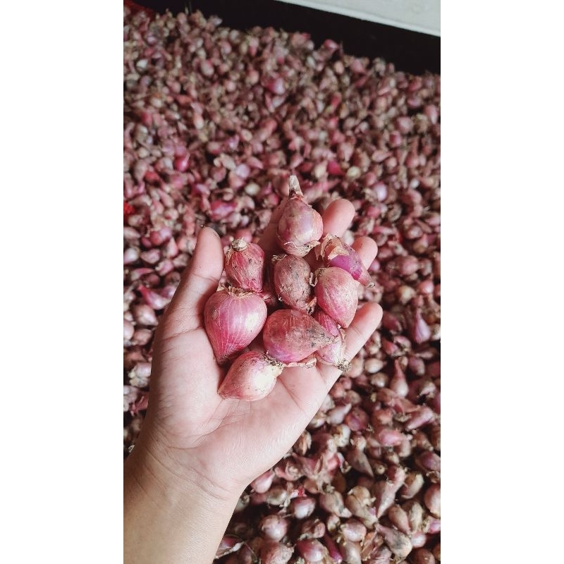 

bawang merah jumbo campur sedang