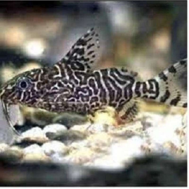 IKAN HIAS AQUASCAPE SYNODONTIS