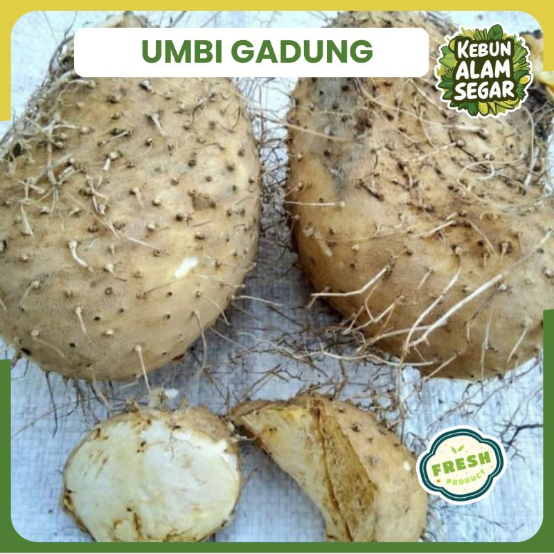 

UMBI GADUNG MENTAH SEGAR 1 KG