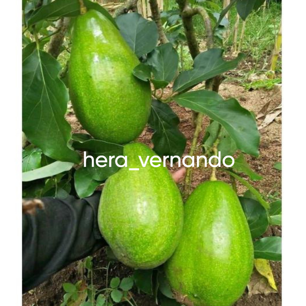 Bibit Alpukat Aligator Siap Berbunga Spesial