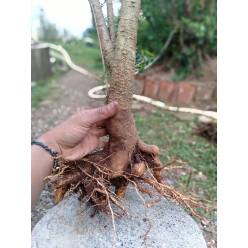 Bonsai anting putri ukuran besar berkarakter