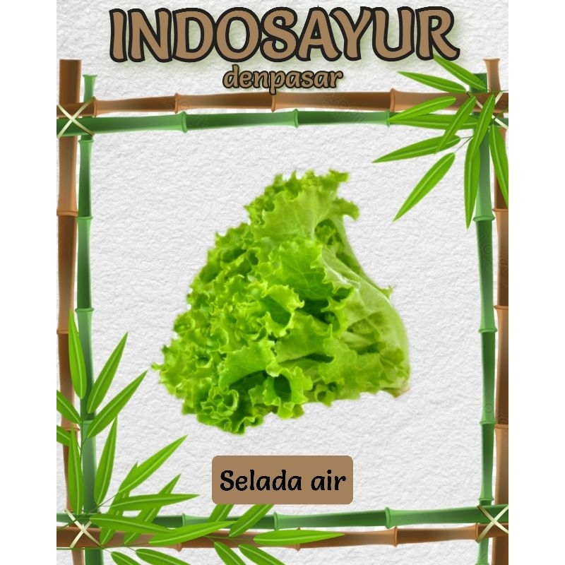 

Selada kriting Burger _ INDOSAYUR
