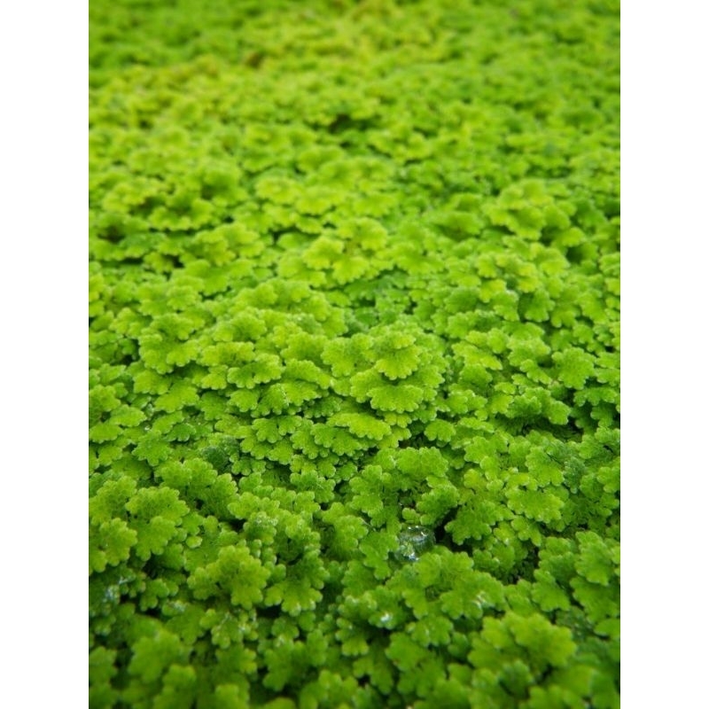 Bibit Azolla SUPER. Pakan Unggas, Ikan Nila, Mujaer Tinggi Protein