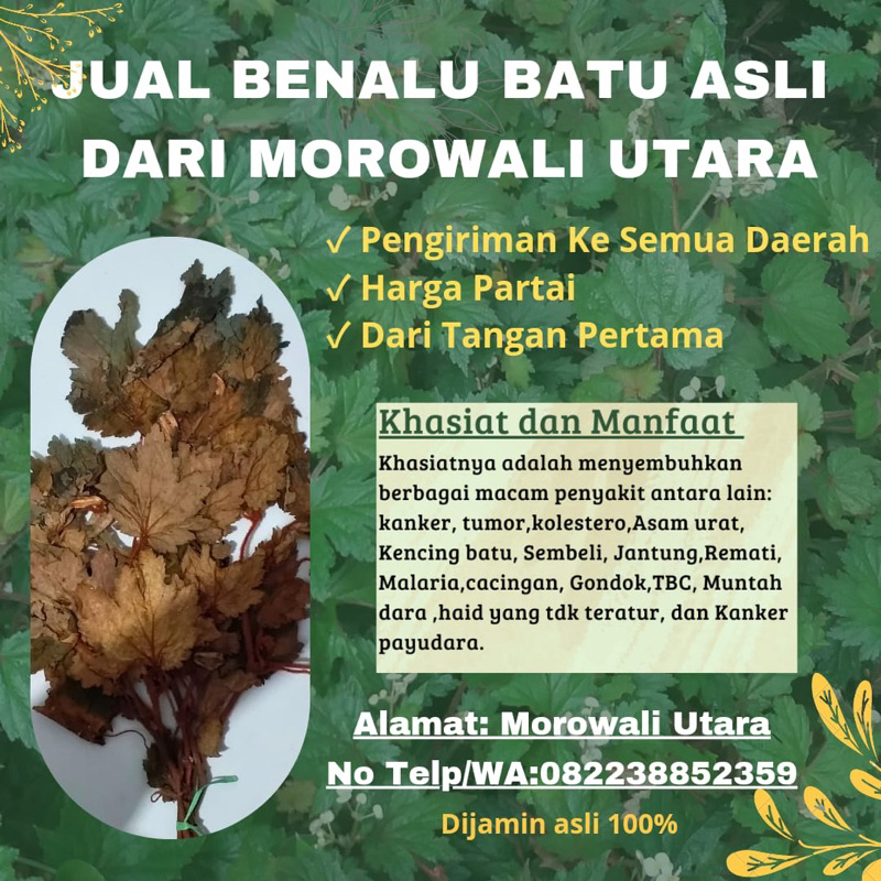 

Benalu Batu Asli MOROWALI dari TANGAN PERTAMA‼️