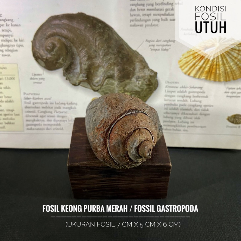 Fosil Keong Purba Merah B98 atau Fosil Gastropoda atau Fosil Kol Buntet atau Fosil Kerang atau Fossi