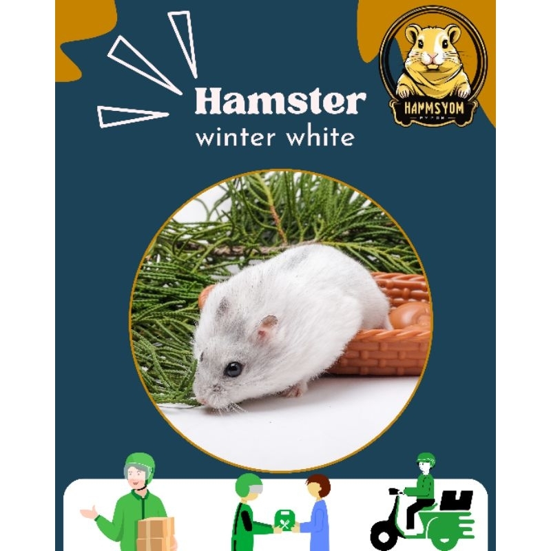 Hamster winter white jinak bandung
