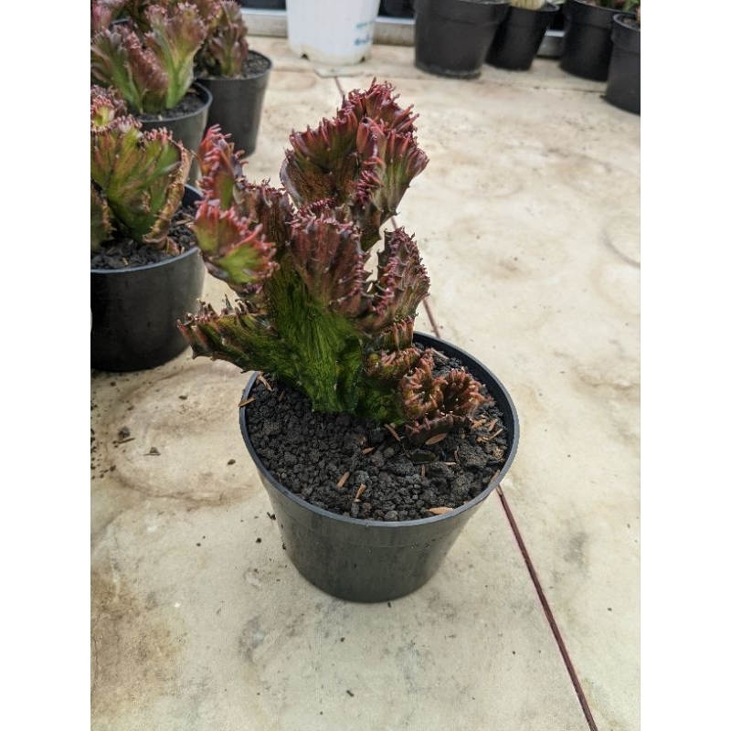Euphorbia lactea Merah