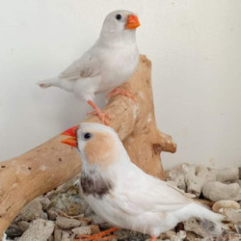 

zebra finch ausi