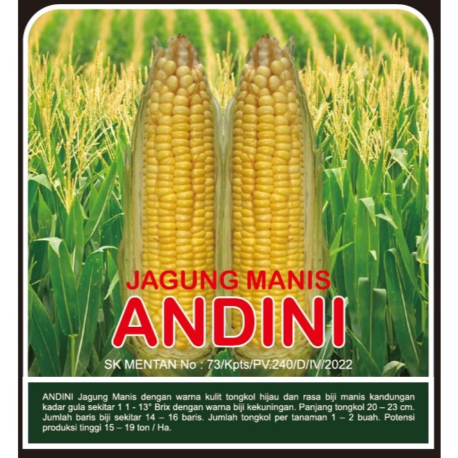 

Jagung manis ANDINI