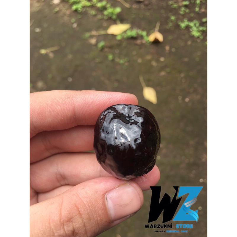 

Muncang/kemiri adu jalim si kecil cabe rawit