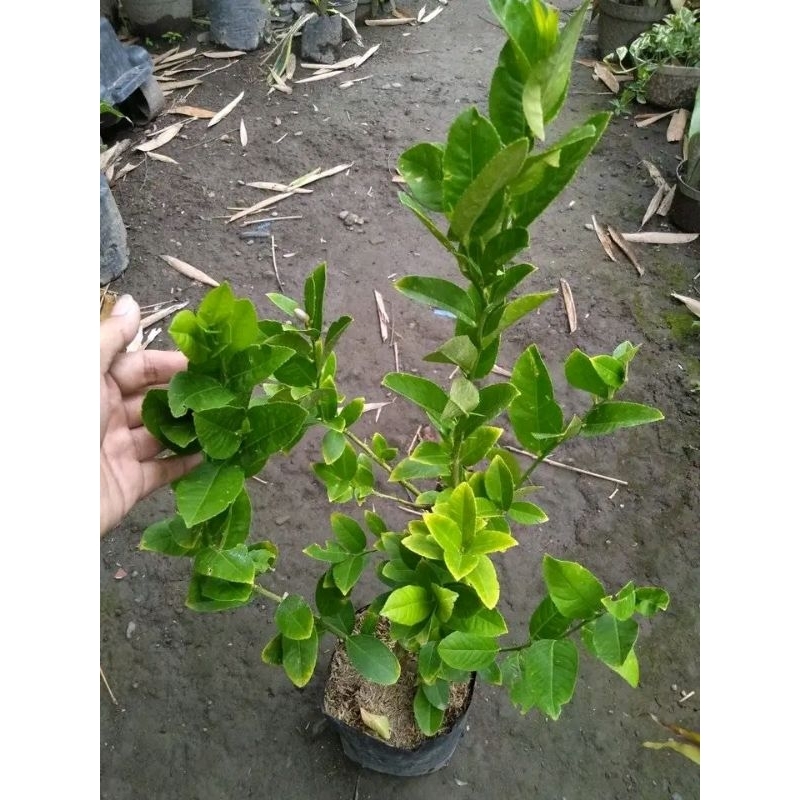

LEMON CANGKOK BELI (5 FREE 1)