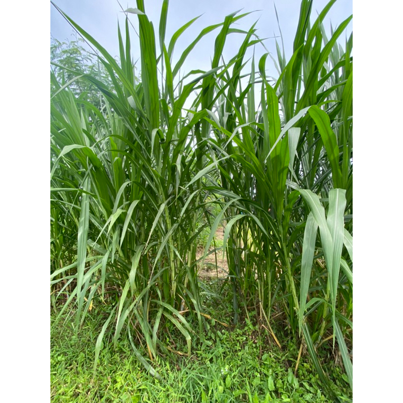 1 Kg Bibit Rumput Pakcong Super / Bibit Napier Pakcong / Bibit Pakchong Pakan Ternak / Bibit Rumput 