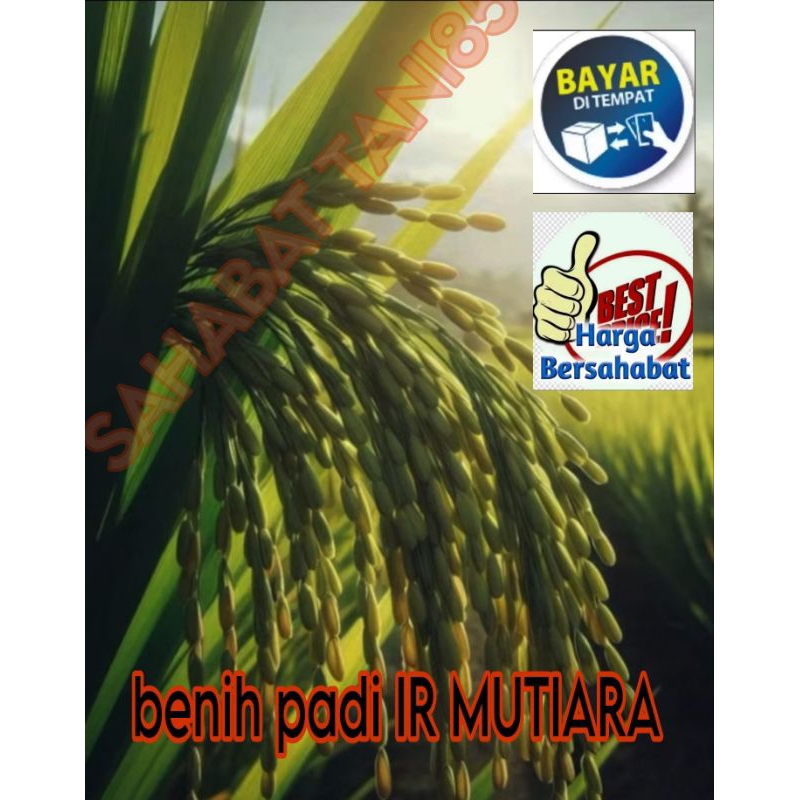 Benih padi IR MUTIARA Kemasan 5kg