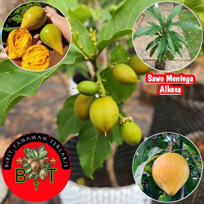 BIBIT TANAMAN BUAH SAWO MENTEGA ALKESA ASLI SUPER UNGGUL HASIL OKULASI CEPAT BERBUAH BIBIT SAWO OKUL