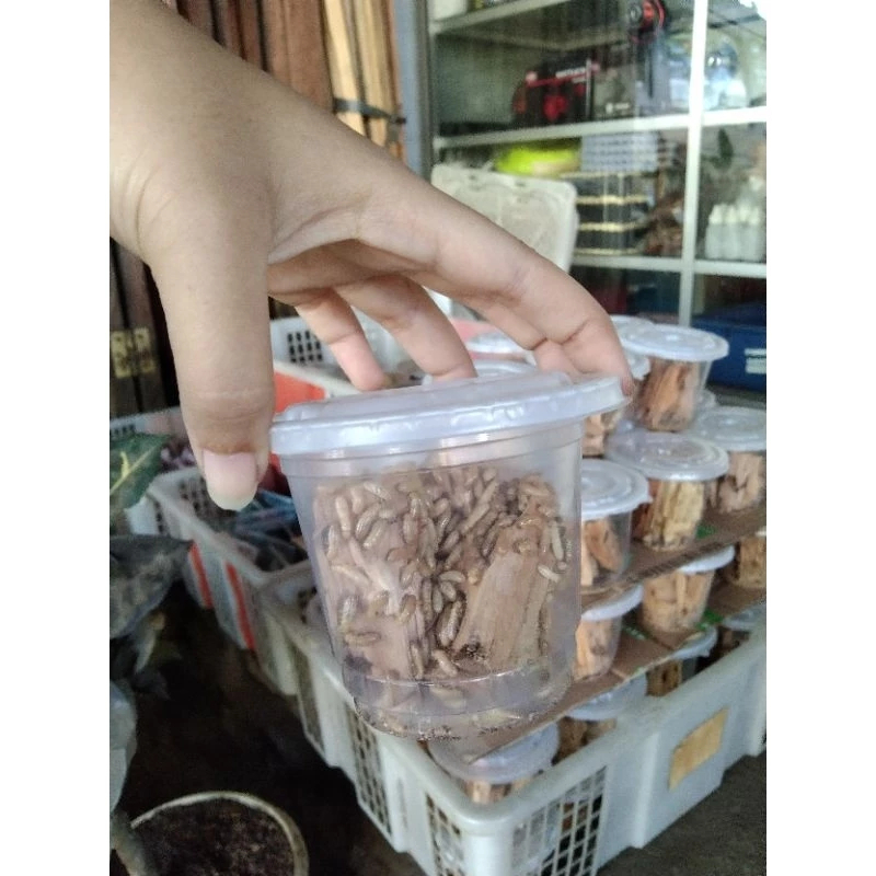 PUA WARANGAS ATAU RANGAS untuk umpan mancing