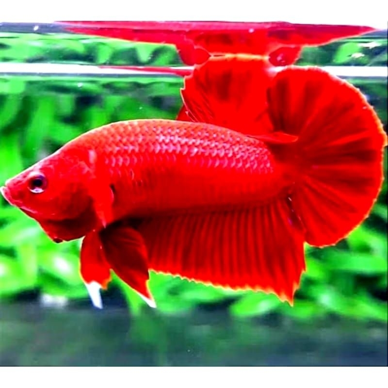 Grosir Ikan Cupang Plakat Super Red Hiasan Akuarium