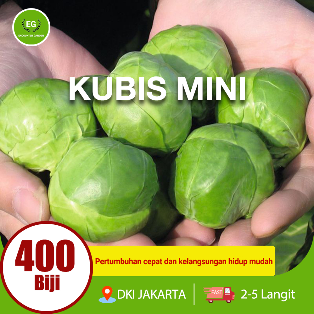 BENIH KUBIS MINI 100/400 SEED