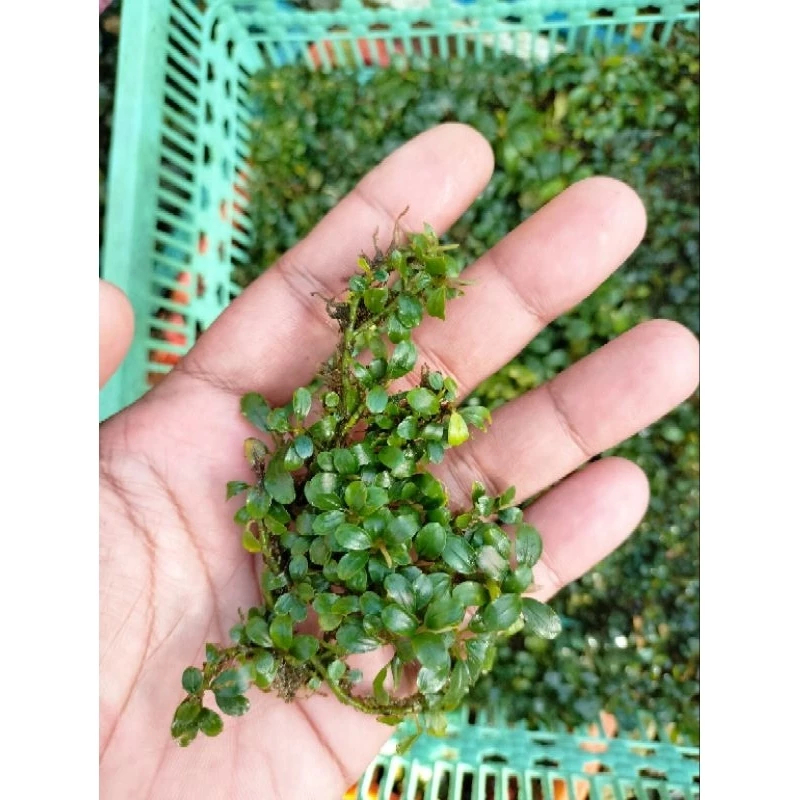 Bucephalandra mini micro silver porsi keranjang