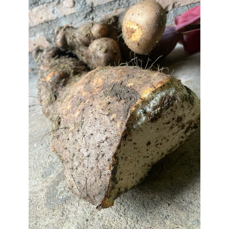 

ubi uwi putih umbi uwi kuning segar 500g