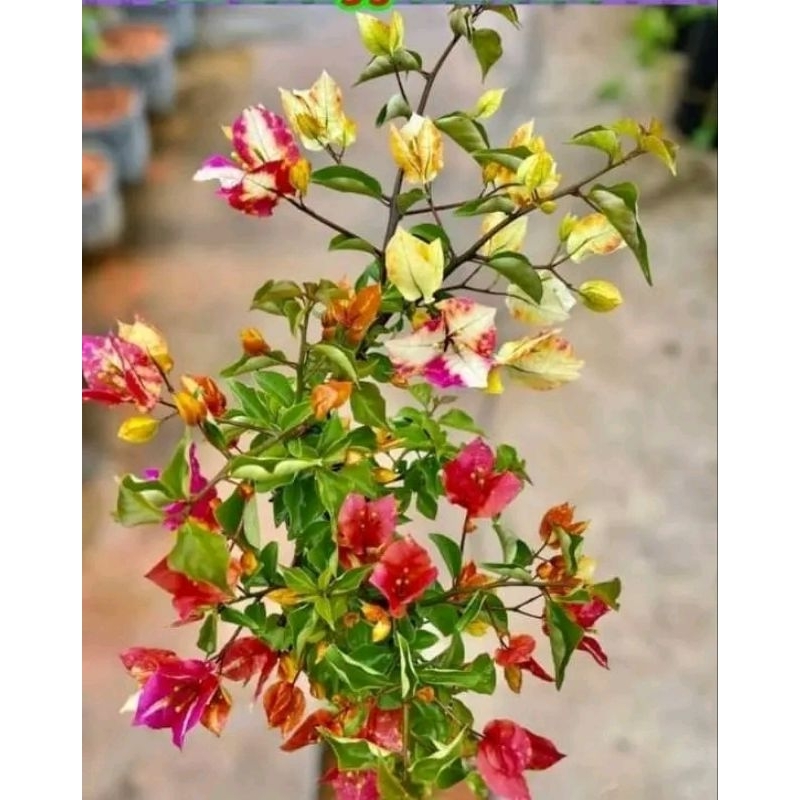 Bibit Bunga bugenvil - Bunga bugenvil - Bugenvil import