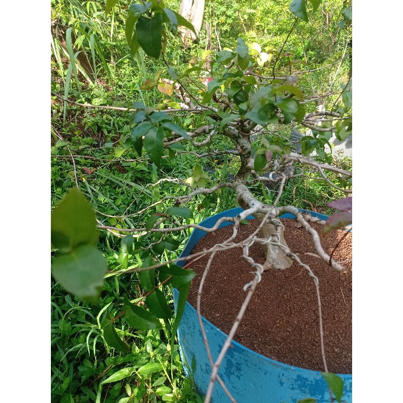 bonsai dewandaru/ sianto