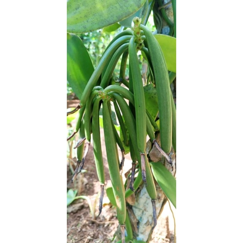 Bibit vanili planifolia/benih vanili planifolia siap tanam