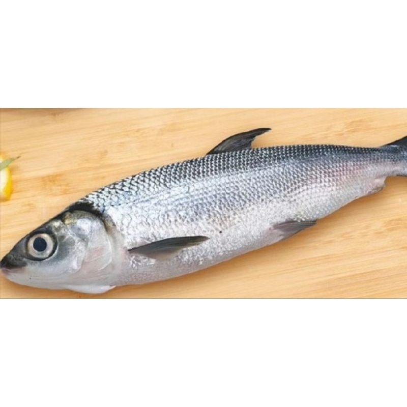 

ikan Bandeng mentah fresh