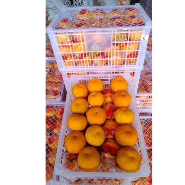 

jeruk ponkam 1kg | jeruk mandarin imlek