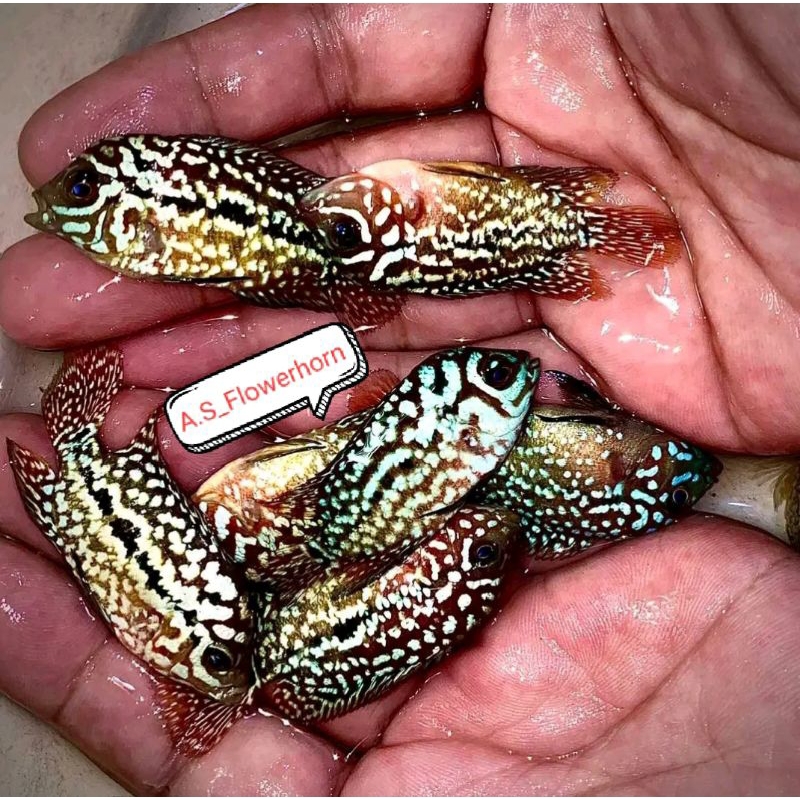 Burayak Louhan Kamfa F2 Thailand