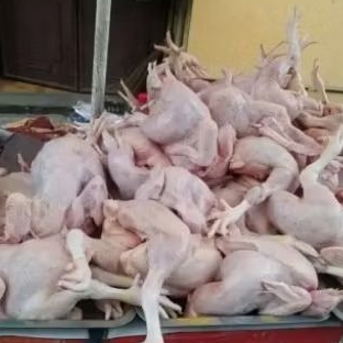 

AYAM POTONG UTUH SATU EKOR 1KG