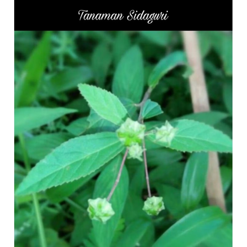 

Daun Sidaguri Herbal Alami 250 gr