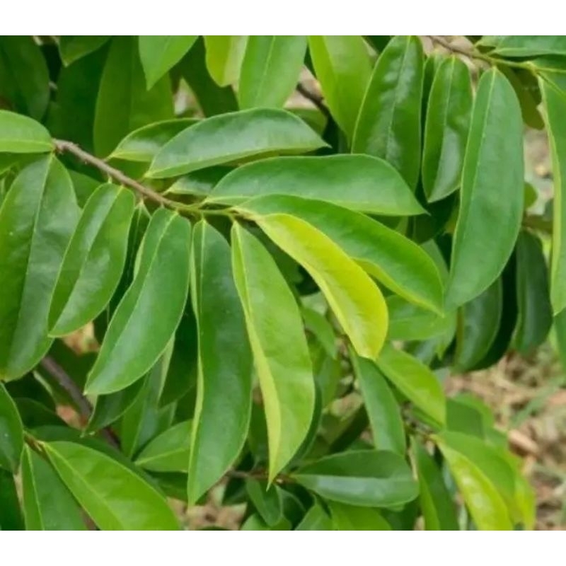 

daun sirsak 50 lembar basah