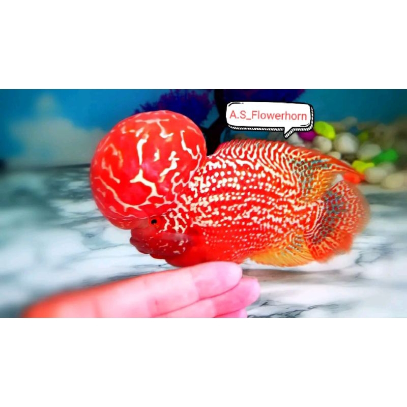 Burayak Louhan GoldenBase Kamfa Thailand