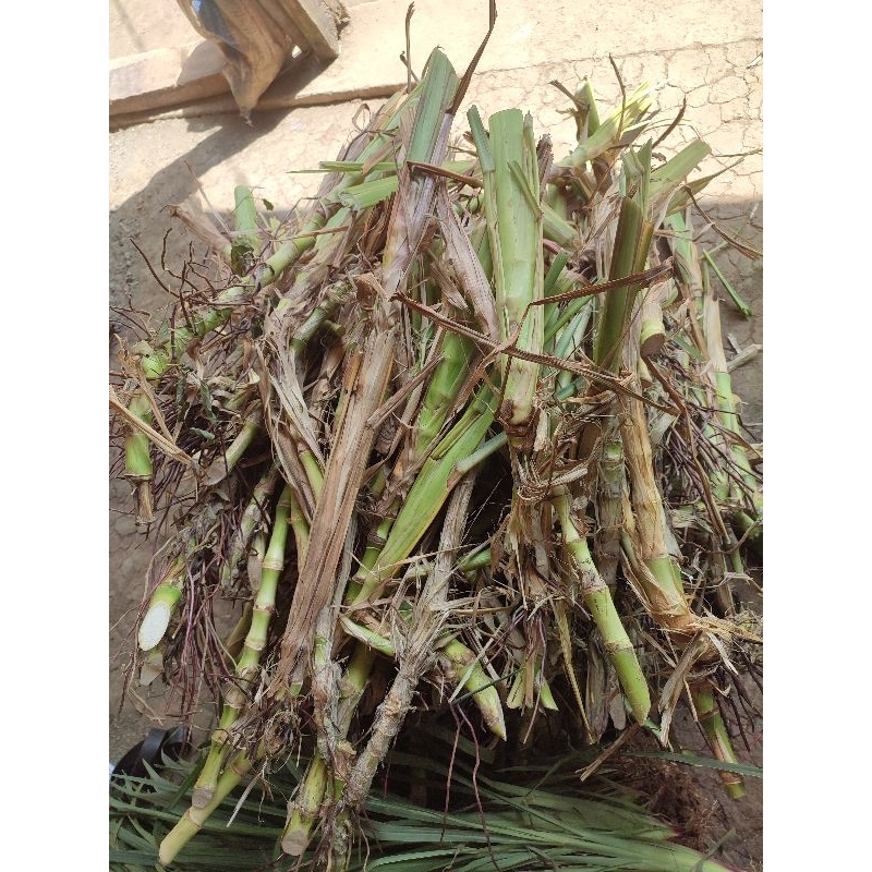 Bibit Stek Rumput Guatemala Super Harga Per biji